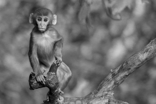 一只可爱的猴子在树枝上的灰度浅焦镜头图片下载