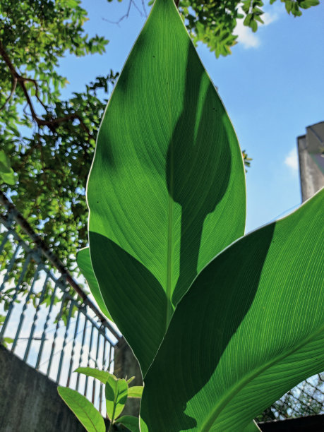 垂直拍摄的绿色美人蕉百合叶子图片下载
