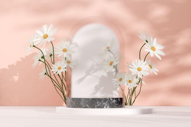 粉红色的3D渲染插图常见雏菊与复制空间裙台显示的产品图片下载