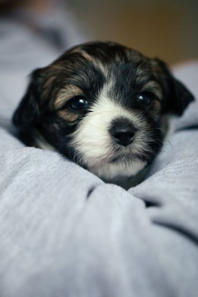 一只可爱的小狗裹在毯子里的垂直特写照片图片下载