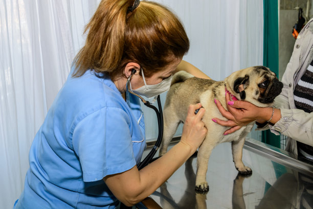图为，在兽医医院，女医生正在用听诊器检查一只家犬。图片下载