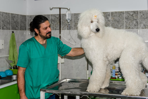 动物医院的工作人员在候诊室里抱着一只狗的照片。图片下载