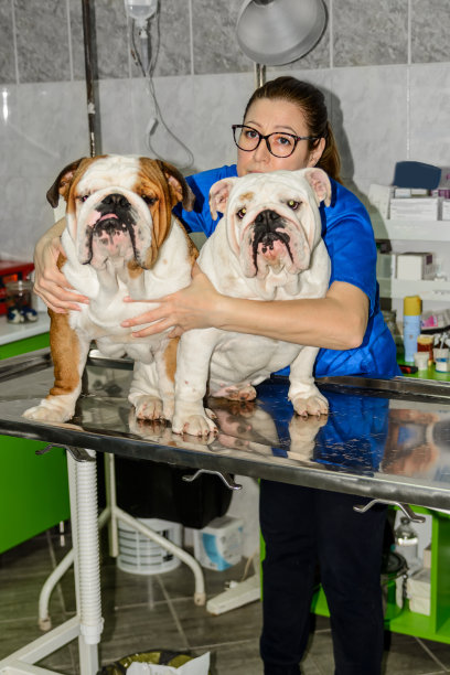 一张动物医院的工作人员和两只狗在候诊室的照片。图片下载