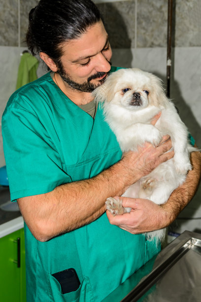 图为兽医正在抱着即将进行手术的家犬。图片下载