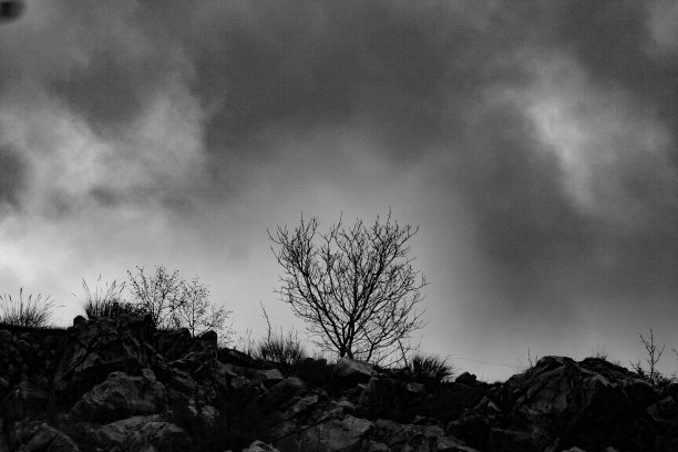 在多云的天空下，岩石悬崖上的死树的灰度镜头图片下载