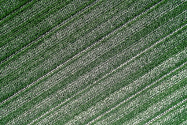 一个种植谷类作物的农田的鸟瞰图细节图片下载