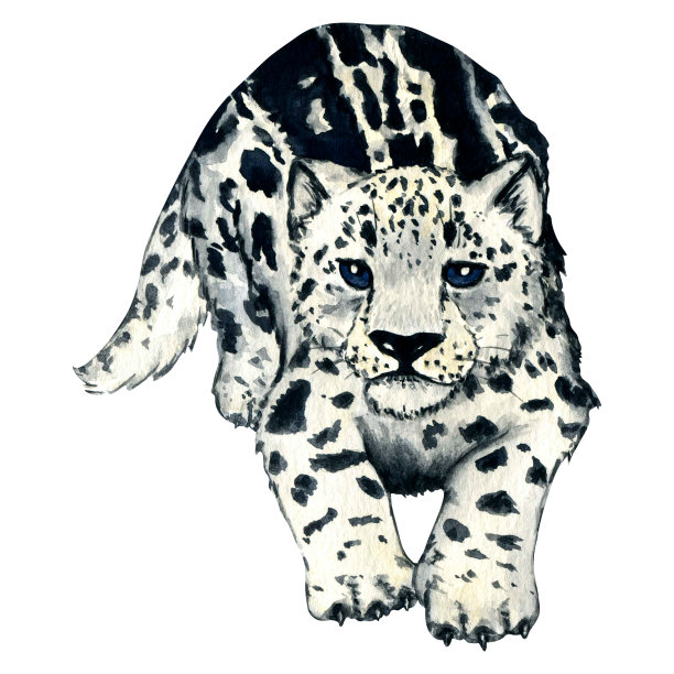 水彩画野生森林动物:雪豹小猫，孤立在白色背景上的irbis。图片下载