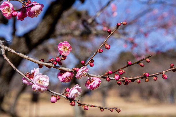 红梅在早春的森林里盛开。图片下载