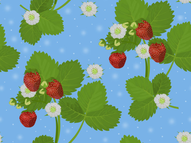 无缝图案与画草莓。红色的浆果，绿色的叶子和白色的花朵。图片下载