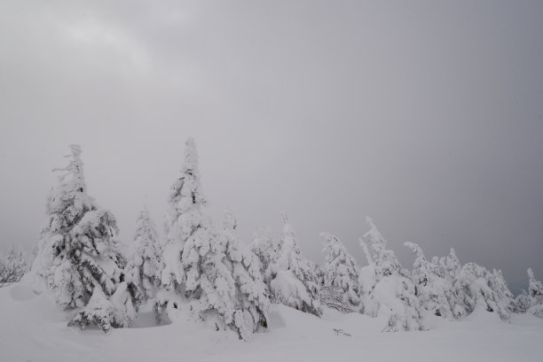 雪怪覆盖着霜冻覆盖的树木，在纯白色的雾中图片下载