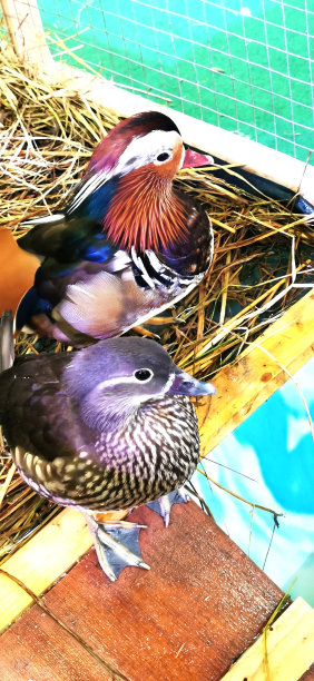 羽毛多色的鸳鸯。图片下载