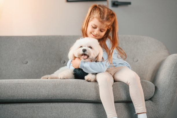 前视图。在沙发上。小女孩在家庭房间里和马耳他狗在室内图片下载