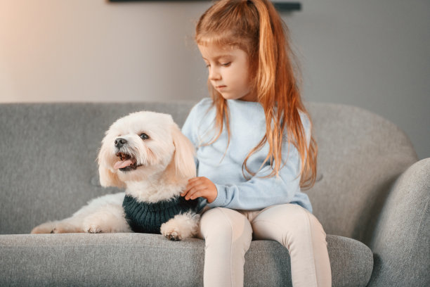 前视图。在沙发上。小女孩在家庭房间里和马耳他狗在室内图片下载