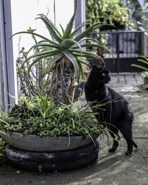 阳光明媚的日子里，黑猫在院子里种着不同植物的花盆图片下载