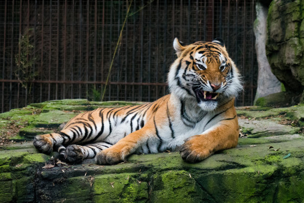 老虎躺在地上咆哮的特写。图片下载
