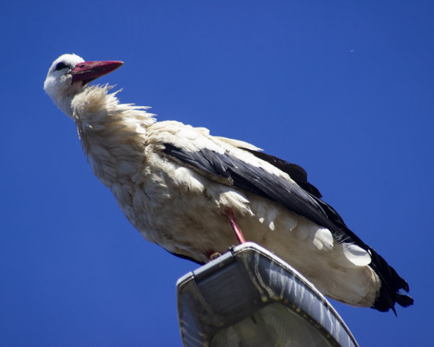 一只美丽的白鹳的水平照片图片下载