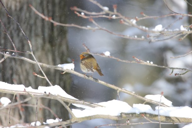 德国冬天，一只小鸟站在树枝上的美丽照片图片下载