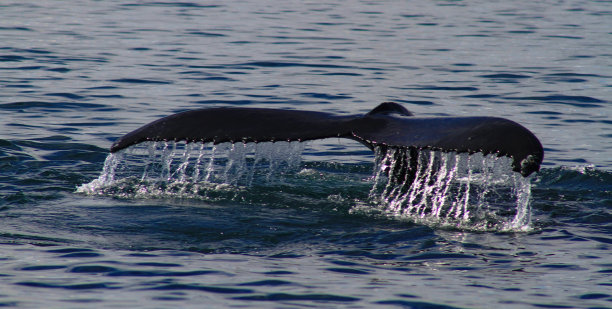 在冰岛赏鲸图片下载