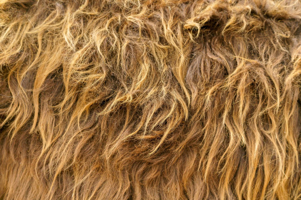 厚厚的棕色毛皮。公牛的皮毛。图片下载