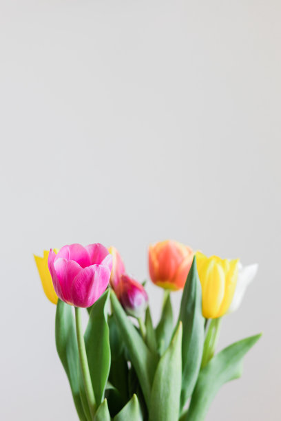 白色背景上彩色郁金香的特写镜头图片下载