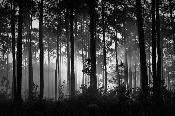 沼泽地国家公园的灰度景观图片下载