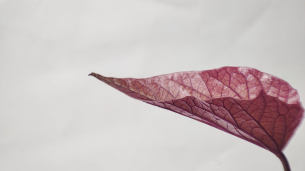 紫红薯叶图片下载