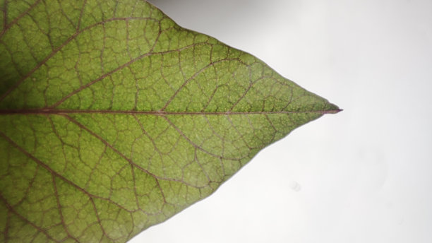 紫红薯叶图片下载