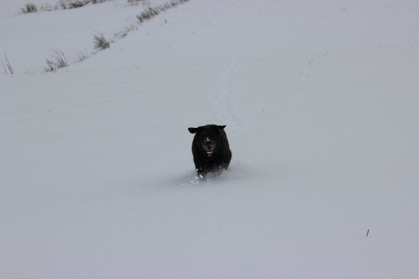 一只美丽的黑狗的冬天照片图片下载