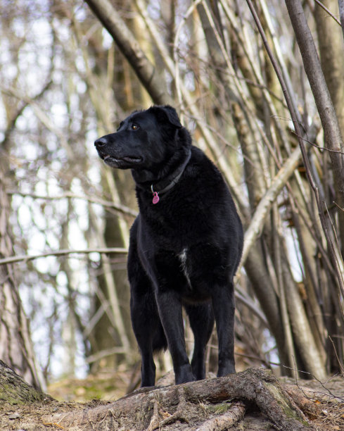 春天的照片，一只美丽的狗图片下载