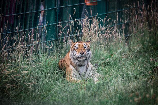 漂亮的老虎在笼子里的镜头图片下载