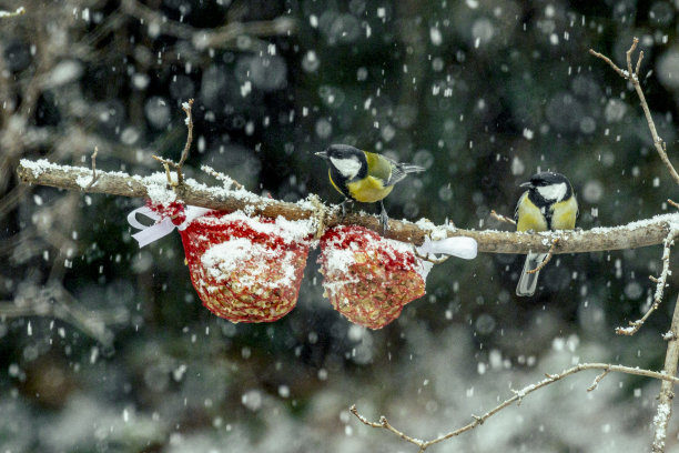 树枝上的鸟图片下载