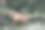 树枝上的鸟图片下载