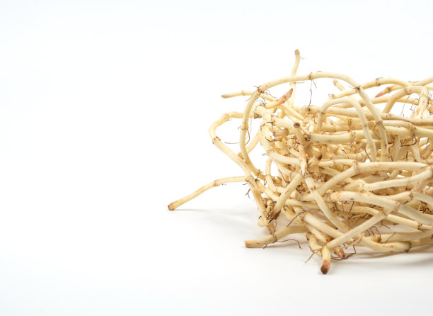 白底鱼腥草图片下载