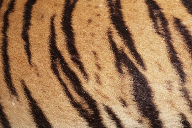 天然苏门答腊虎皮-图片图片下载