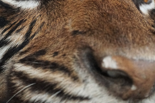 苏门答腊虎鼻子-库存照片图片下载