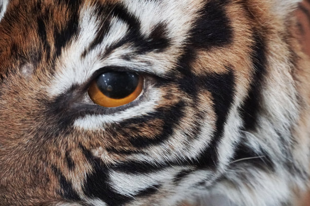 苏门答腊虎眼-库存照片图片下载