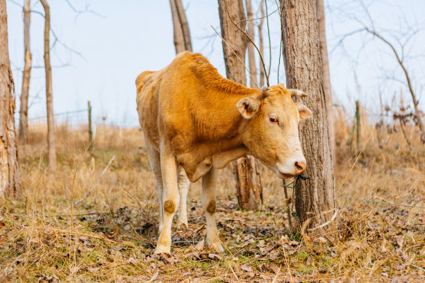 冬天，牛在室外圈养图片下载