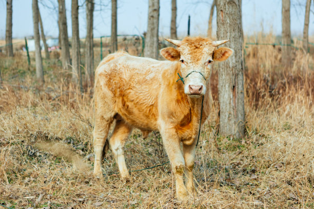 冬天，牛在室外圈养图片下载