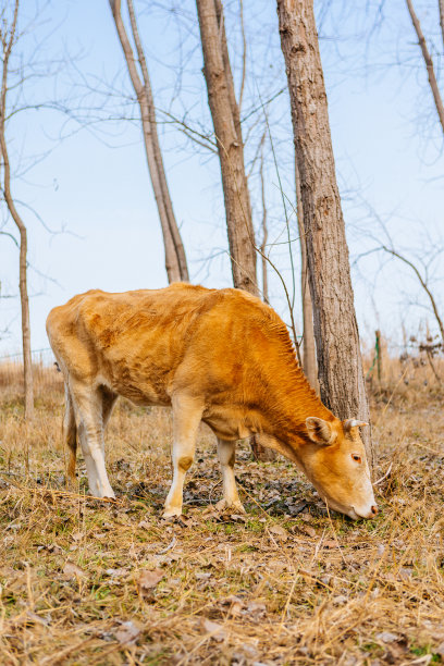 冬天，牛在室外圈养图片下载