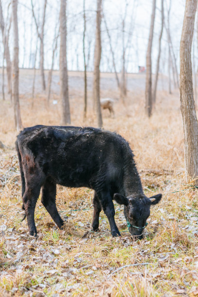 冬天，黑牛在室外圈养图片下载