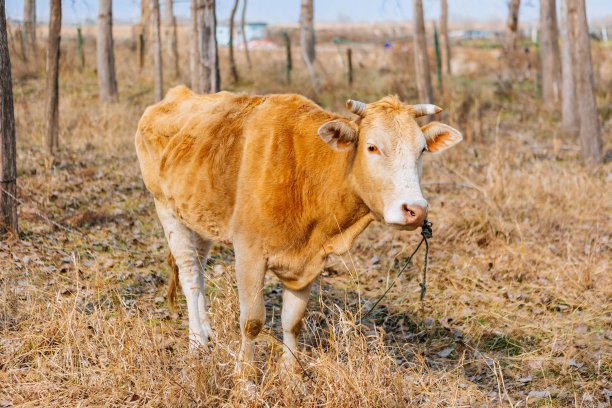 冬天，牛在室外圈养图片下载