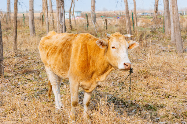 冬天，牛在室外圈养图片下载