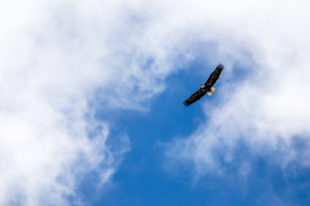 苍鹰展翅高飞，背景是多云的蓝天图片下载