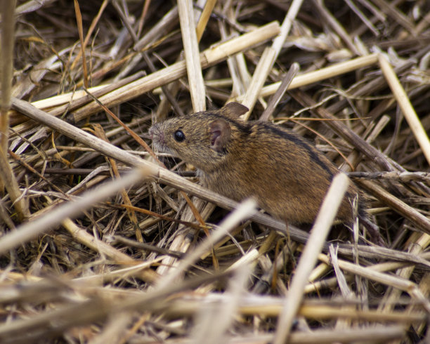 田鼠在茬上的水平照片图片下载