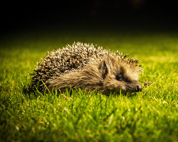 刺猬的横照片图片下载