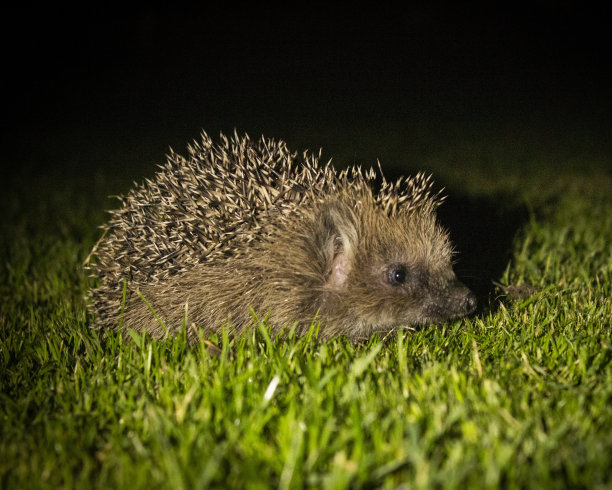 刺猬的横照片图片下载