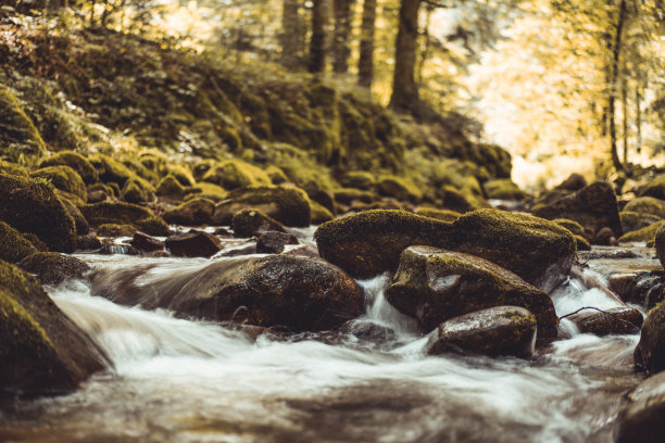 在茂密的森林里，河水流过长满苔藓的岩石，令人着迷图片下载