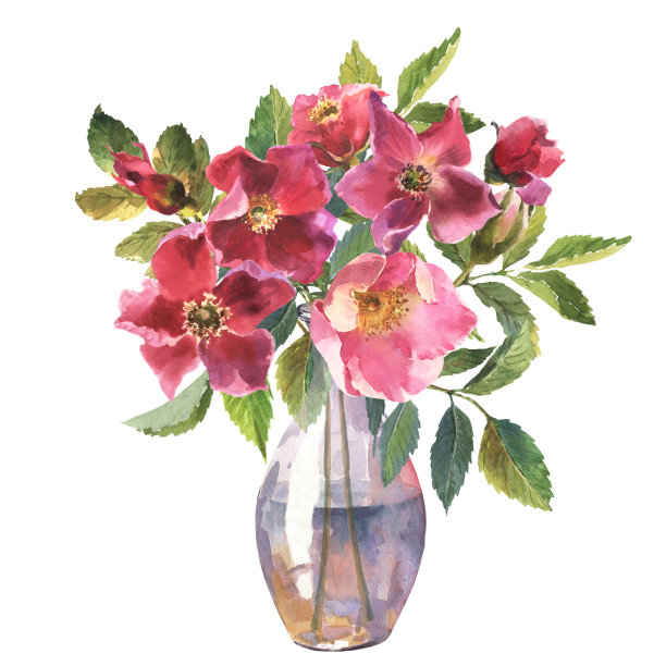 植物玫瑰臀部花水彩画。透明花瓶上的水彩束野玫瑰花和叶子，手绘插图孤立在白色背景上。图片下载