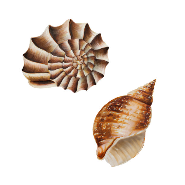 水彩的外壳。手绘剪纸水下生活对象在一个白色孤立的背景。为设计师，装饰，明信片，包装纸，剪贴簿，封面，请柬，婚礼设计，海报和纺织品图片下载