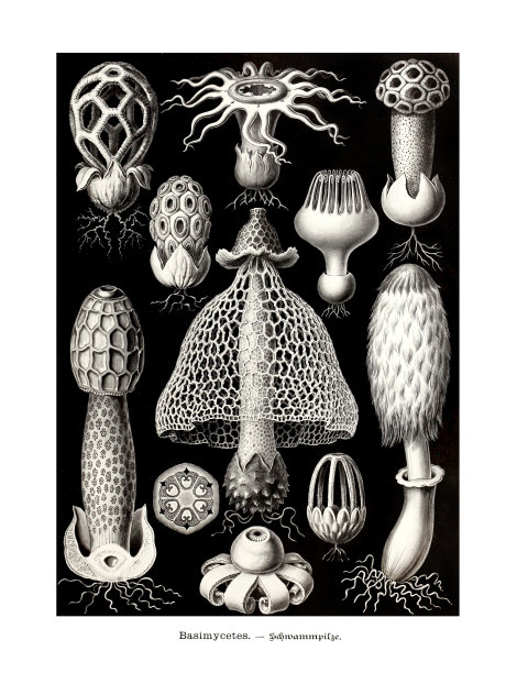 恩斯特海克尔艺术- 19世纪-底胞菌图片下载